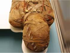 Le musée de la momification - Louxor