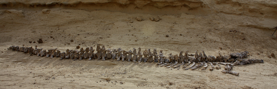 wadi-al-hitan_whale-valley